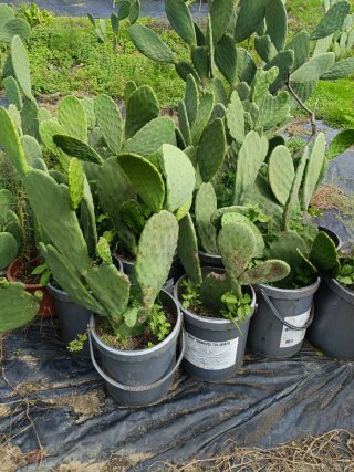 Cactus enraizado en maceta