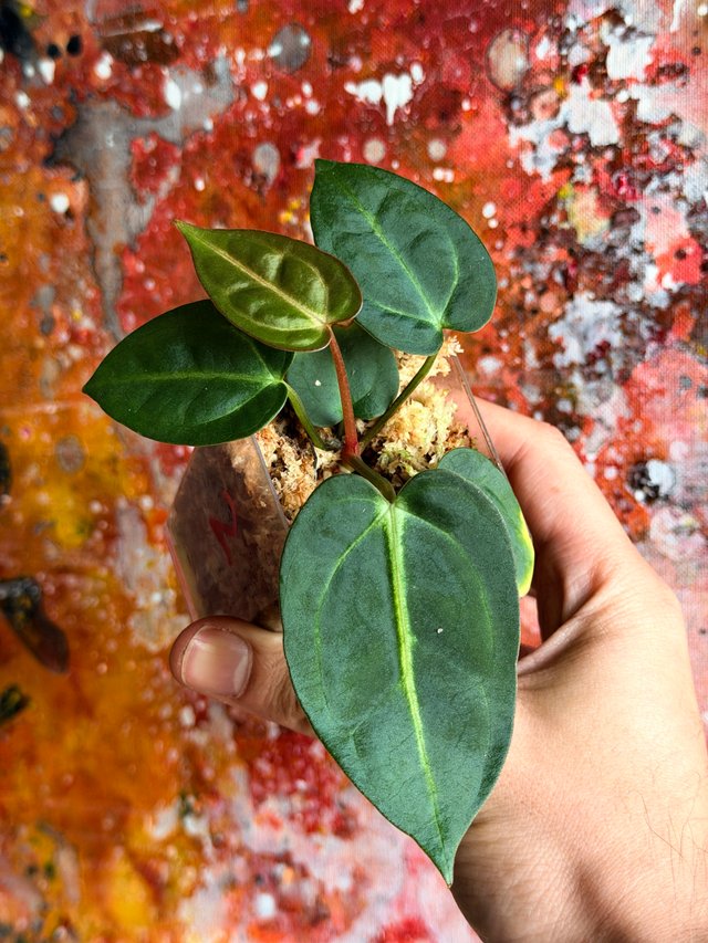 Anthurium Carlablackiae seedling - 2