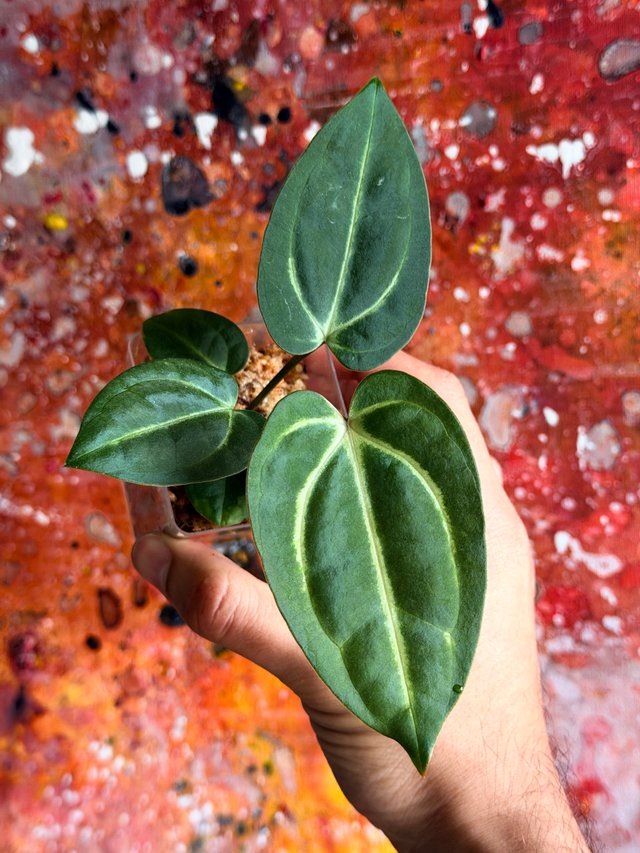 Anthurium Carlablackiae seedling - 4