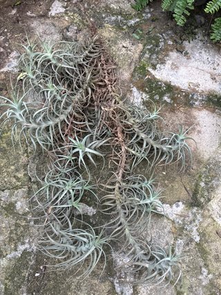 Planta del aire (Tillandsia) de 1 metro