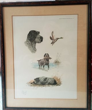 Grabado Perro Korthal - B. Riab.