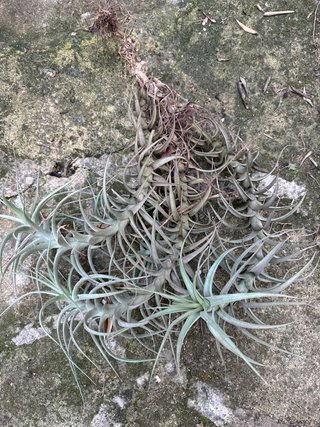 Planta del Aire (Tillandsia) 48cm