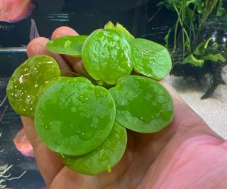 Limnobium laevigatum - Planta de acuario