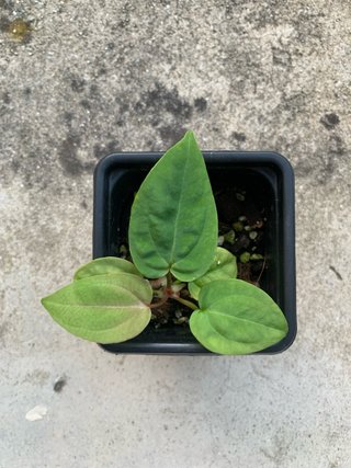 Anthurium Blue Besseae x Luxurians 1