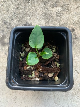 Anthurium Blue Besseae x Luxurians 3