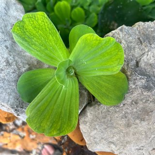 Lechuga de agua grande para acuario
