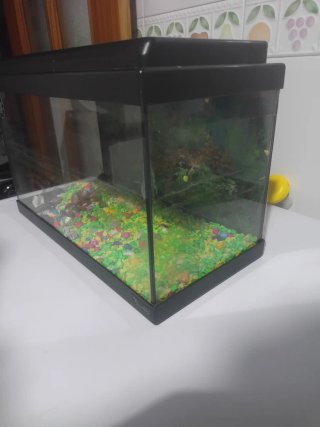 Acuario peces Negro con Piedras de Colores