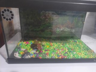 Acuario peces Negro con Piedras de Colores