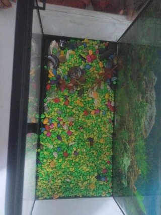 Acuario peces Negro con Piedras de Colores