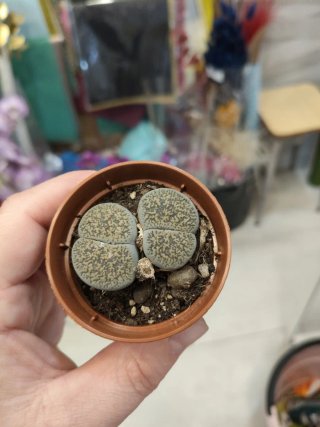 Cactus Piedra Lithops