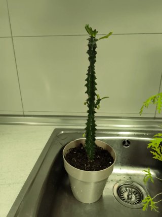Planta Euphorbia Trigona en Maceta