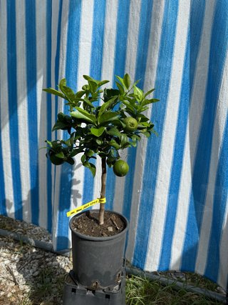 Limetta Rossa Rang Pure
