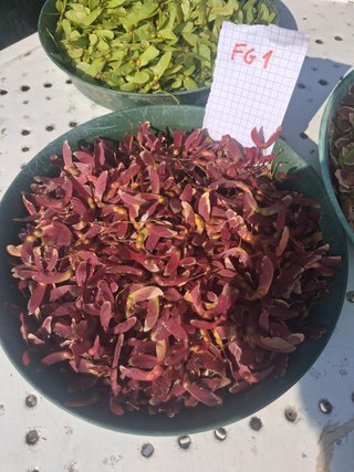 semi di acero giapponese 6 varietà