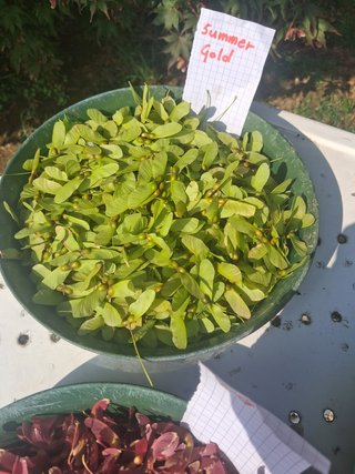 semi di acero giapponese 6 varietà