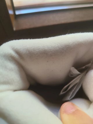 Botas de nieve blancas