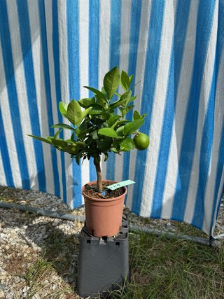 Lime di Tahiti