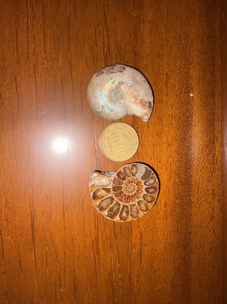 Ammonites fósiles, pulidos