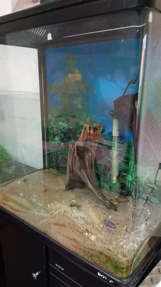 Acuario BOYU con calentador y tronco
