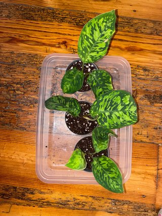 Homalomena Camuflaje Planta