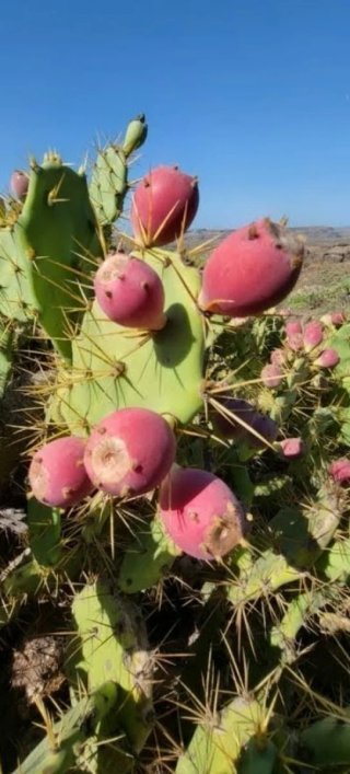 Esquejes Opuntia Dilleni / Tuno indio