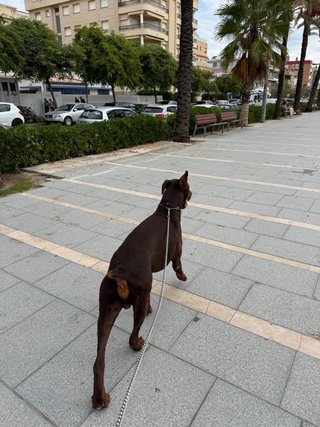 Paseo de perros