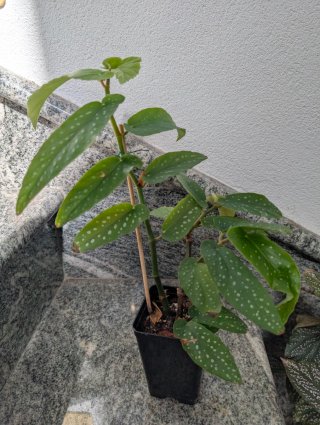Begonia Comet de Miribel