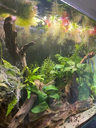 Pack Plantas Acuario German
