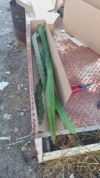 Esquejes de Pitahaya Palora