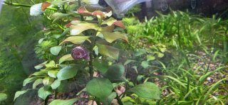 Caracol Planorbis para acuario
