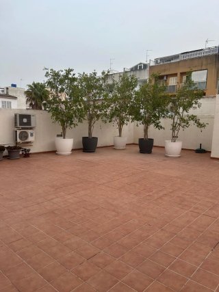 Macetas Gigantes Piedra con Ficus preciosos.
