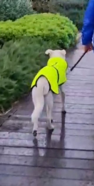 Paseos de perros y cuidado de mascotas a domicilio