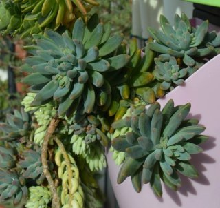 Graptosedum Francesco Baldi Pianta Succulenta