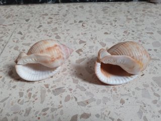 2 Conchas Marinas Naturales "Semicassis Granulata"