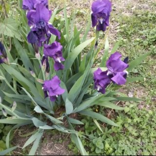 10 rizomi Rizomi di Iris Viola. Blu