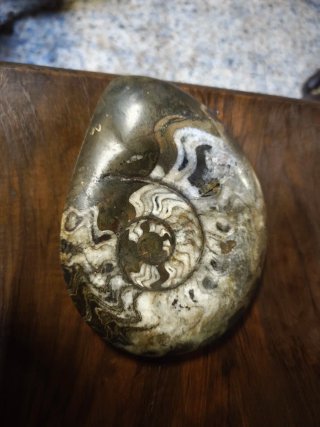 Amonite Fósil Cretácico/Jurásico 16cm