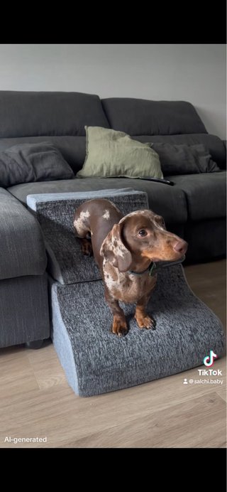 Scala per cani nuova