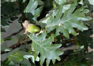 Bellotas de Roble Rebollo
