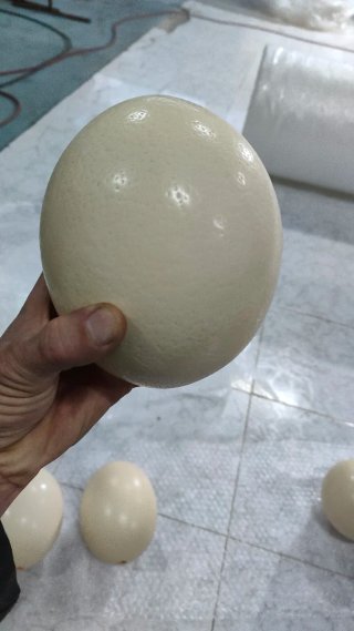 Uova di struzzo vuote