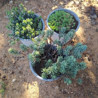 3 Plantas Sedum