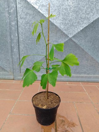 Pianta Ginkgo Biloba h 35 - 40 cm vaso 14