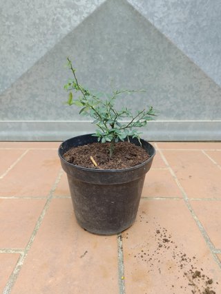 Pianta Finger Lime limone caviale h 10-15cm