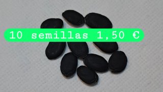 10 Semillas de Luffa Año 2026