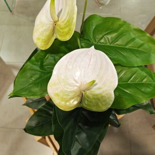 Orquídea Artificial Blanca y Verde