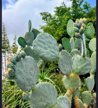 Opuntia Robusta