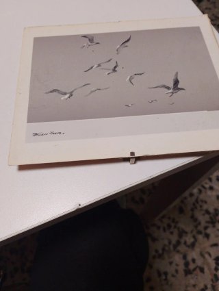 Cuadro con lámina de gaviotas