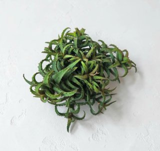 Aloe castilloniae