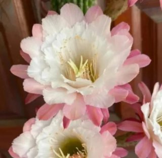 Cactus Hildewintera a62 feder