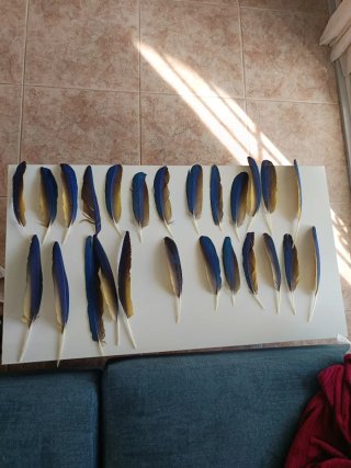 Penne per rustyc