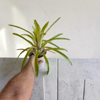 Planta Aechmea x Rambo