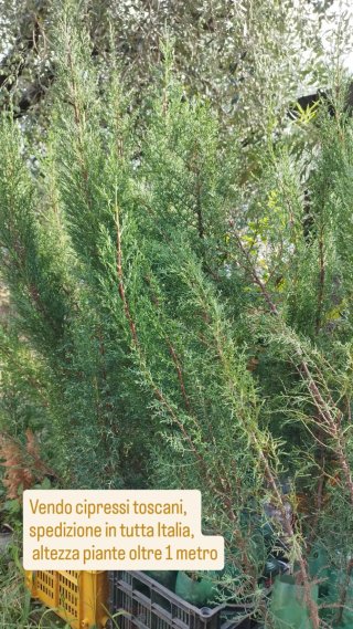 46 Cipressi Toscani